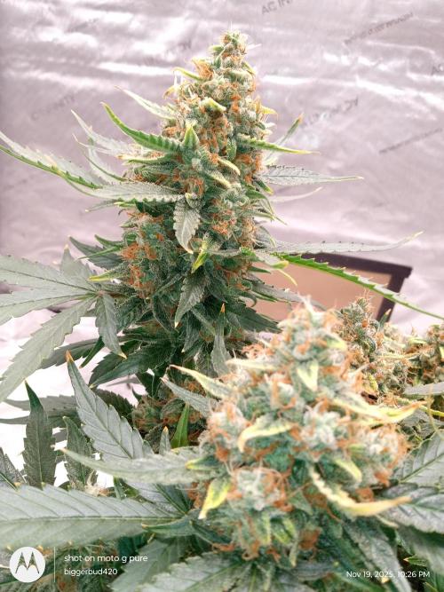 ganja farmer 2. Week 12