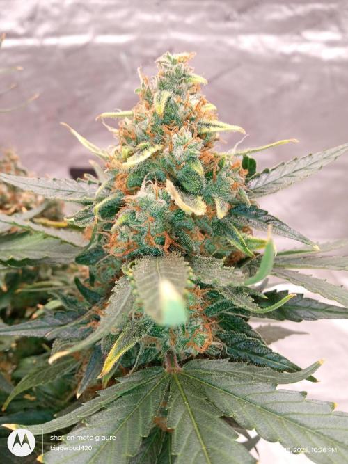 ganja farmer 2. Week 12