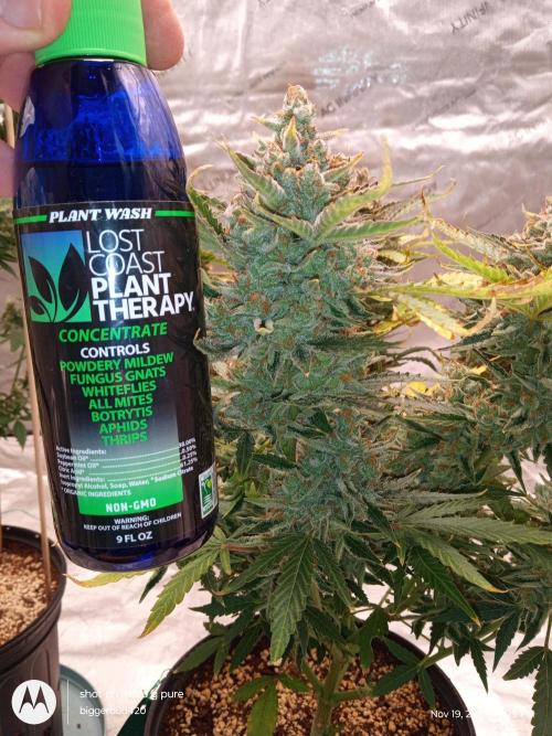 ganja farmer 1. Week 12