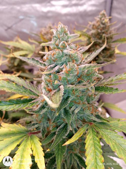 ganja farmer 1. Week 12