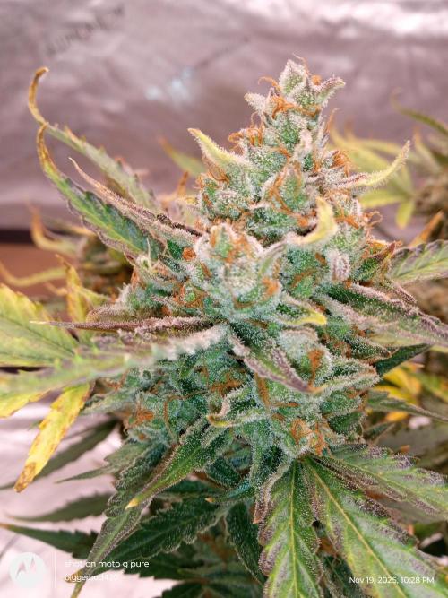 ganja farmer 1. Week 12