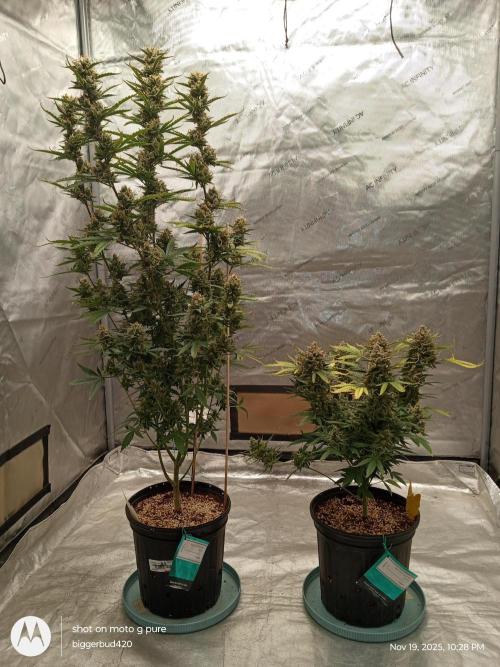 ganja farmer 1. Week 12