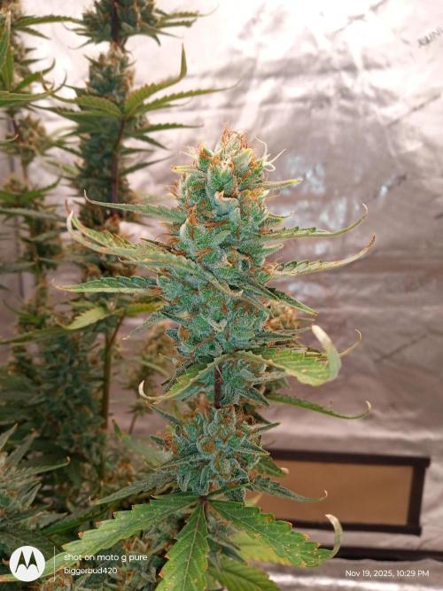 ganja farmer 1. Week 12