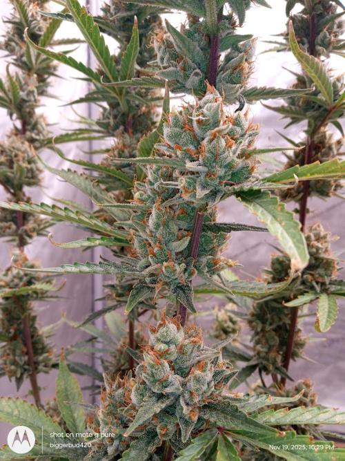 ganja farmer 1. Week 12