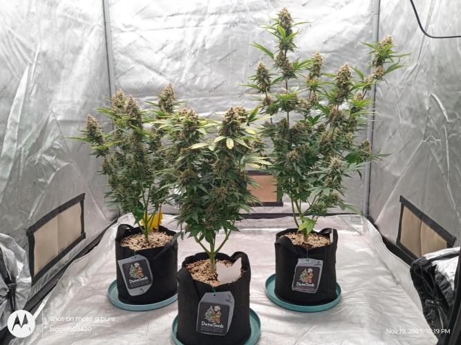 Divine seeds. Week 12