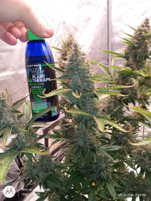 Divine seeds. Week 12