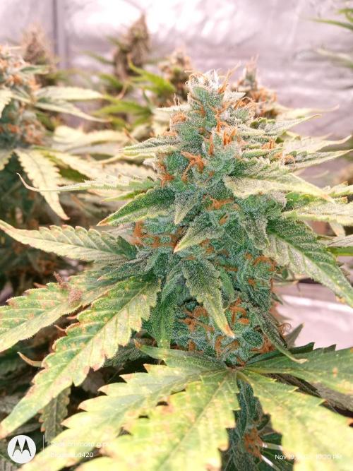 Divine seeds. Week 12