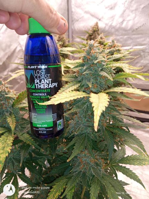 Divine seeds. Week 12