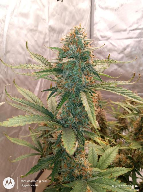 Divine seeds. Week 12