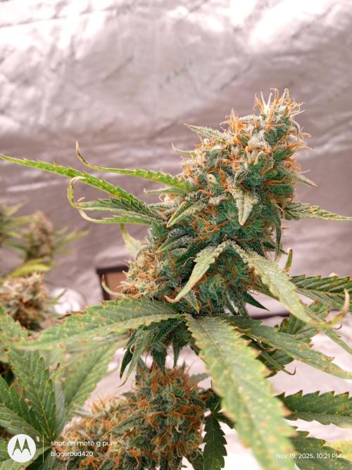 Divine seeds. Week 12