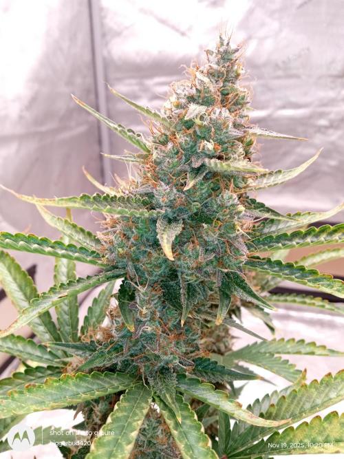 Divine seeds. Week 12