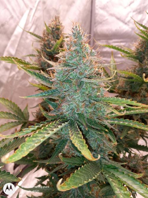 Divine seeds. Week 12