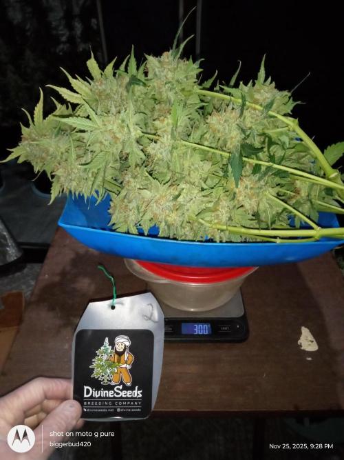 Divine seeds. Week 13