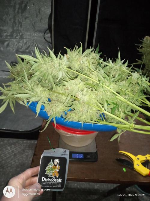 Divine seeds. Week 13