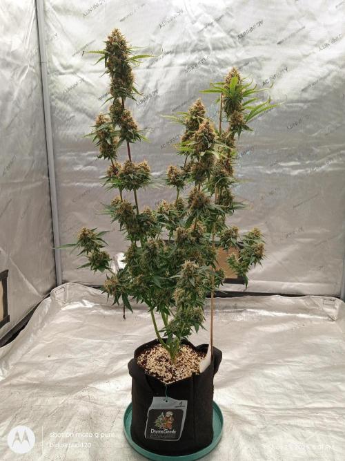 Divine seeds. Week 13