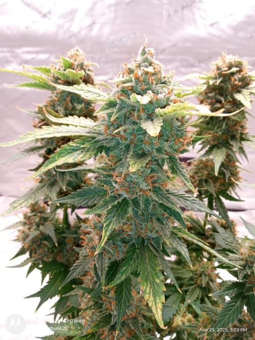 Divine seeds. Week 13