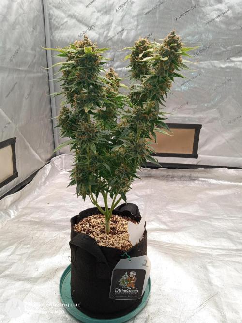 Divine seeds. Week 13