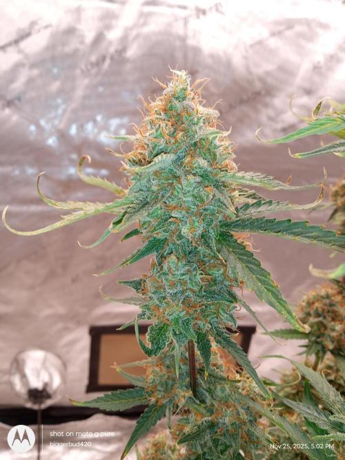 Divine seeds. Week 13