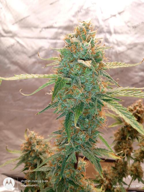 Divine seeds. Week 13