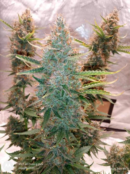 Divine seeds. Week 13