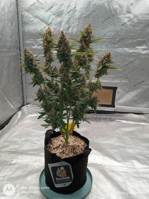 Divine seeds. Week 13