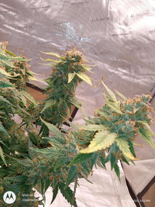 Divine seeds. Week 13