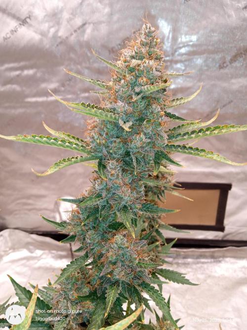 Divine seeds. Week 13