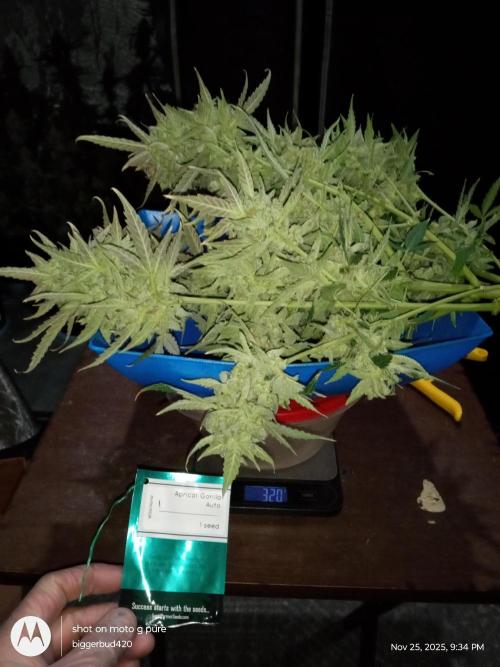 ganja farmer 1. Week 13