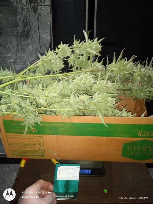 ganja farmer 1. Week 13