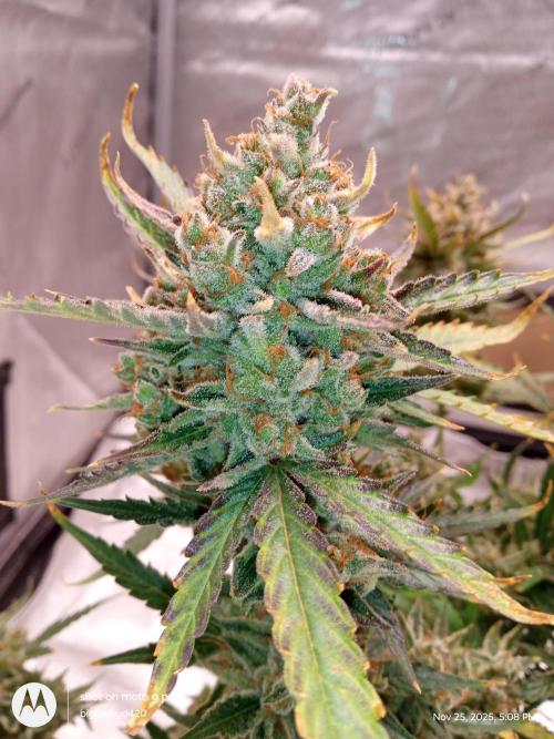 ganja farmer 1. Week 13