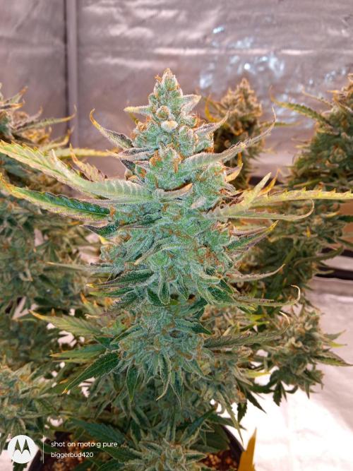 ganja farmer 1. Week 13