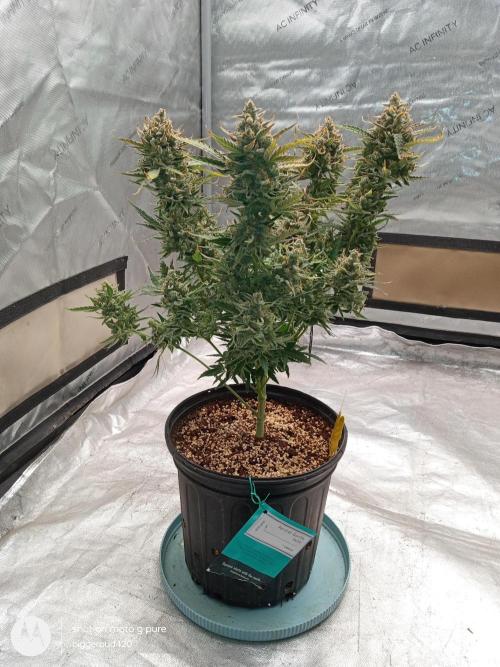 ganja farmer 1. Week 13