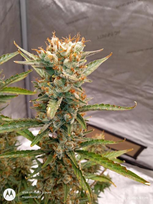 ganja farmer 1. Week 13