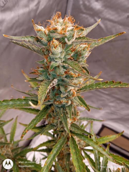 ganja farmer 1. Week 13