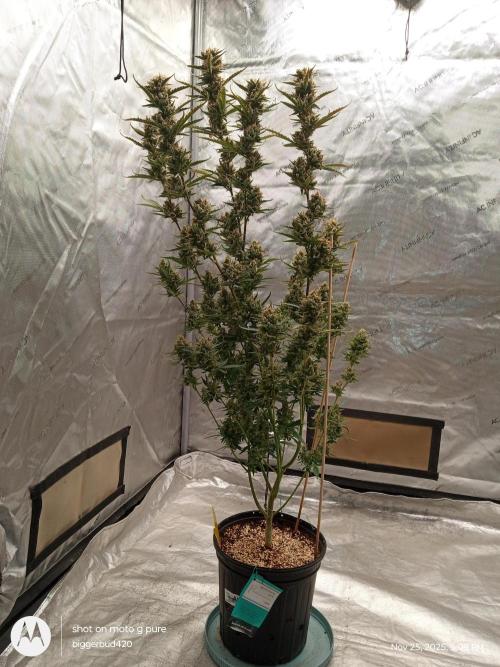 ganja farmer 1. Week 13