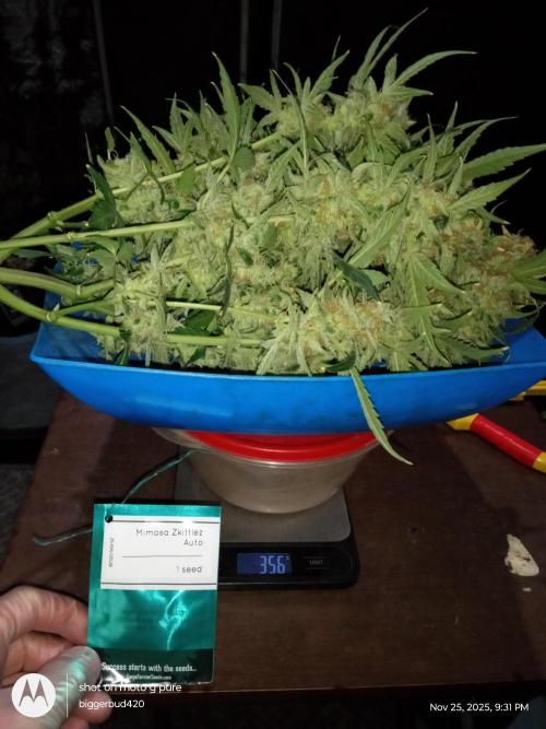 ganja farmer 2. Week 13