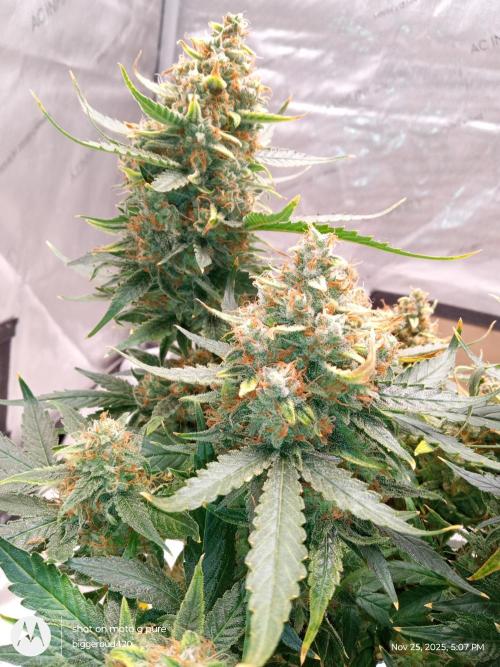 ganja farmer 2. Week 13