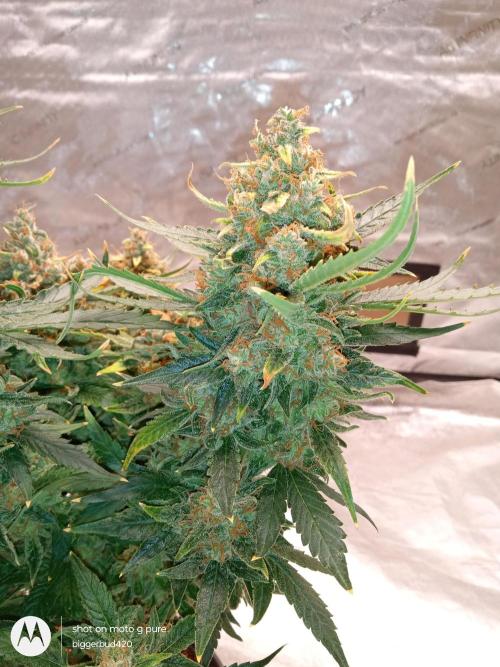 ganja farmer 2. Week 13