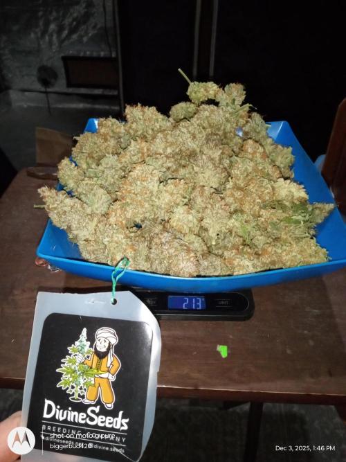 Divine seeds. Week 13