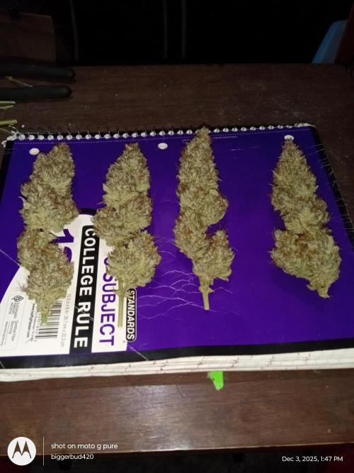 Divine seeds. Week 13