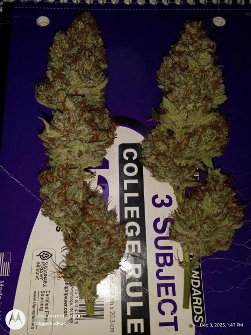 Divine seeds. Week 13