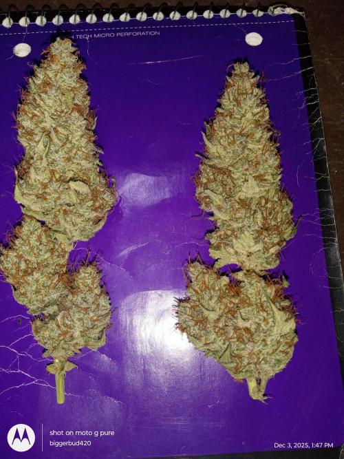 Divine seeds. Week 13