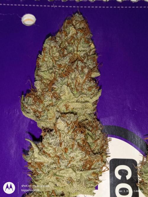 Divine seeds. Week 13