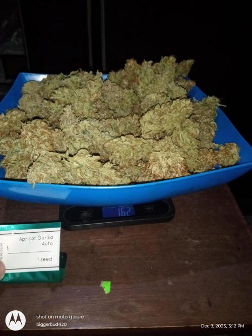 ganja farmer 1. Week 13