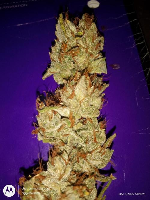 ganja farmer 1. Week 13