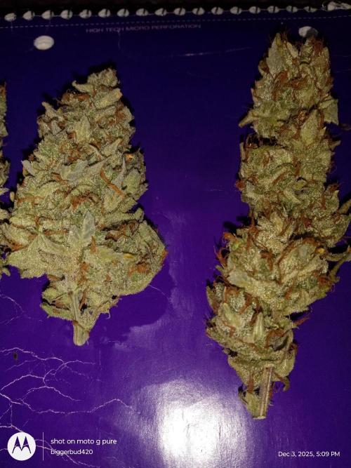 ganja farmer 1. Week 13