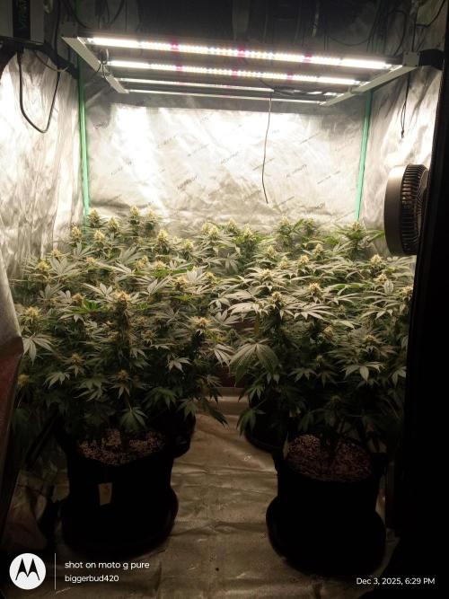 dutch passion. Week 14