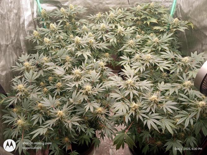 dutch passion. Week 14