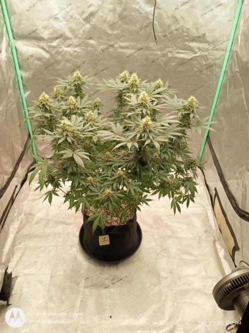 dutch passion. Week 14