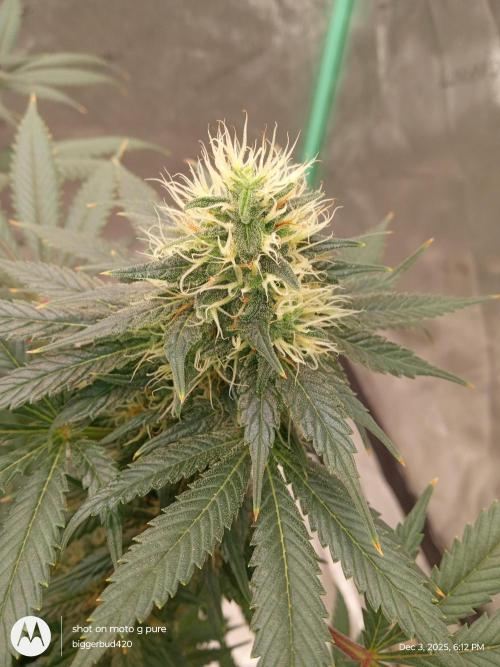 dutch passion. Week 14